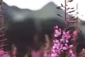 Rosa Blüten im Vordergrund, Berge im Hintergrund.
