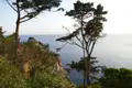 Bäume und Vegetation an der Küste mit Blick auf das Meer.