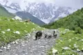 Schweine und ein Hund auf einem Bergpfad mit schneebedeckten Bergen im Hintergrund.