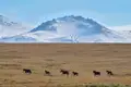 Wildpferde in ihrem natürlichen Lebensraum, einer trockenen Ebene mit schneebedeckten Bergen im Hintergrund.