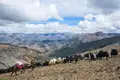 Yakherde wird durch eine bergige Landschaft geführt.