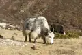 Weißer Yak grast auf einer Bergweide im Himalaya.