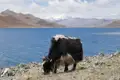 Ein Yak grast am Ufer eines Sees mit Bergen im Hintergrund.