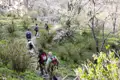 Wanderer auf einem Weg inmitten blühender Bäume.