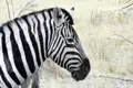 Zebra in der afrikanischen Savanne
