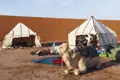 Kamel und Zelte in einem Wüstencamp.