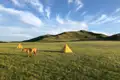 Pferd und Zelte in einer grünen Hügellandschaft.