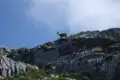 Eine Gämse steht auf einem felsigen Berghang.