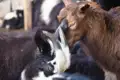 Zwei Ziegen auf einem Bauernhof.