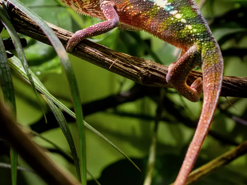 Madagaskar Insel Der Lemuren 7710 Studiosus Reisen