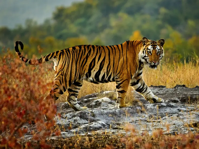Auf unserer Studienreise Rajasthan mit Flair gehen wir in Geländefahrzeugen auf Safari. Bei unserer Fotopirsch werden wir auf Gazellen, Antilopen, Sambarhirsche sowie unzählige Vogelarten treffen. Und: Der Ranthambore ist das Top-Tigerreservat Rajasthans!