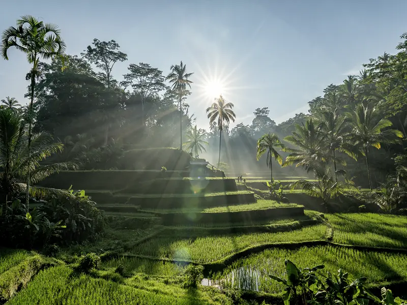 Auf unserer Studienreise nach Indoniesien entdecken wir auf Bali sattgrüne Reisfelder.