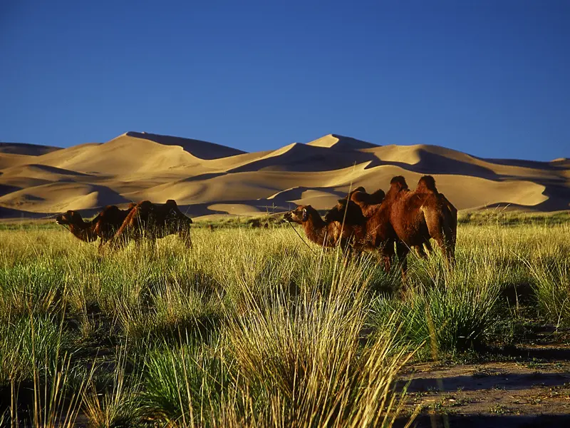Auf unserer Studienreise durch die Mongolei sehen wir die Singenden Dünen von Khongoryn Els  im Abendlicht. Unser Jurtencamp ist ganz in der Nähe - und natürlich ist auch die mongolische Tierwelt allgegenwärtig.