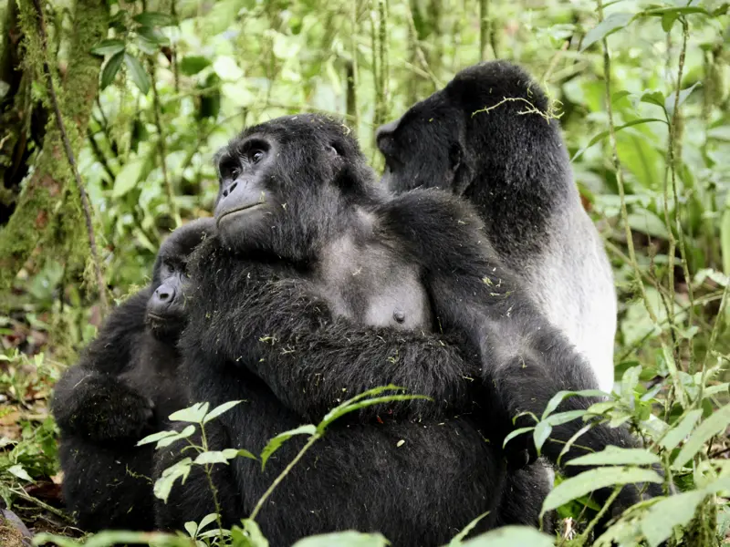 An Tag 10 unserer Natur-Studienreise Uganda - mit Gorilla-Tracking können wir das Herz berührende Gorillas im Bwindi-Nationalpark aus der Nähe erleben.
