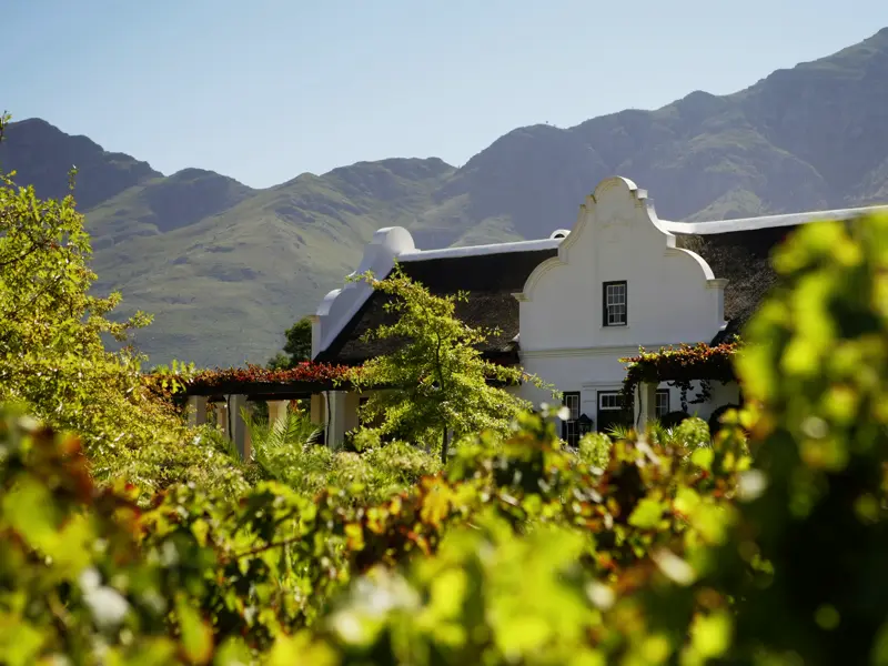 Nutzen Sie die Gelegenheit auf unserer Singlereise, die viel gerühmten südafrikanischen Weine zu probieren! Vielleicht auf einem Weingut wie diesem in kapholländischer Architektur an den Hängen des Tafelberges bei Kapstadt.