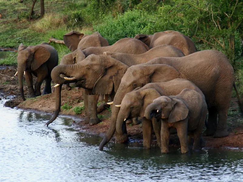 Auf unserer Safari im Krügerpark begegnen wir sicher auch den größten Vertretern der Big Five, den Elefanten.