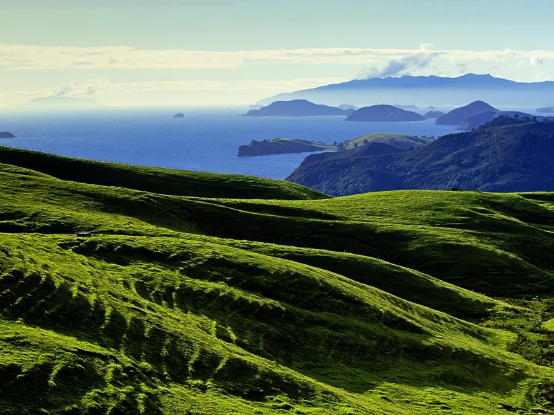 Sanft wellen sich die grünen Hügel der Coromandel-Halbinsel vor dem blauen Ozean. Coromandel auf der Nordinsel ist ein landschaftliches Highlight dieser Studienreise nach Neuseeland.