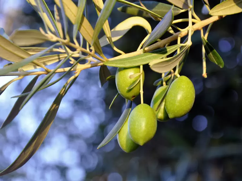 Olivenbäume sind ständige Begleiter während unserer Reise durch Griechenland.