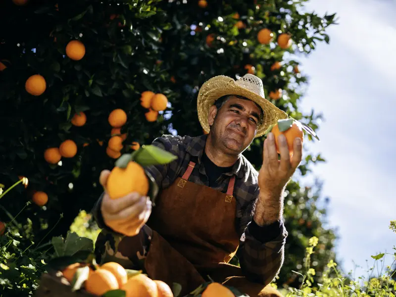 In Kolossi erwartet uns Orangensaft frisch von der Plantage. Eine schöne Erfrischung, bevor wir in Curium  in die Römerzeit abtauchen. Genießen Sie auf  unserer Studienreise nach Zypern zwei entspannte und zugleich spannende Wochen!