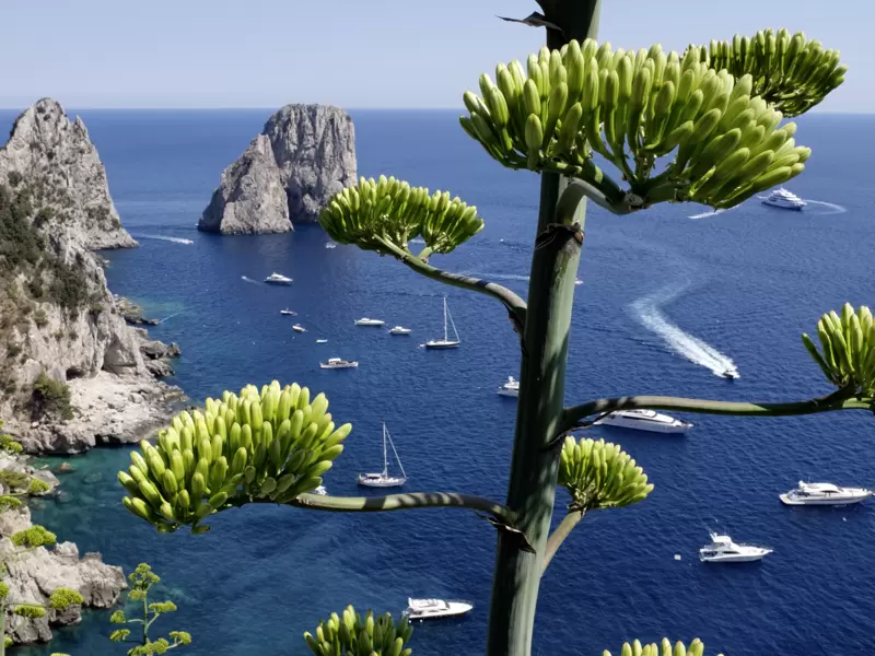 Unsere achttägige PreisWert-Studienreise führt Sie zu den Höhepunkten am und im Golf von Neapel. Die weltberühmten Faraglioni vor Capris Felsenküste, umgeben von blauem Meer und weißen Booten, gehören ganz sicher dazu.