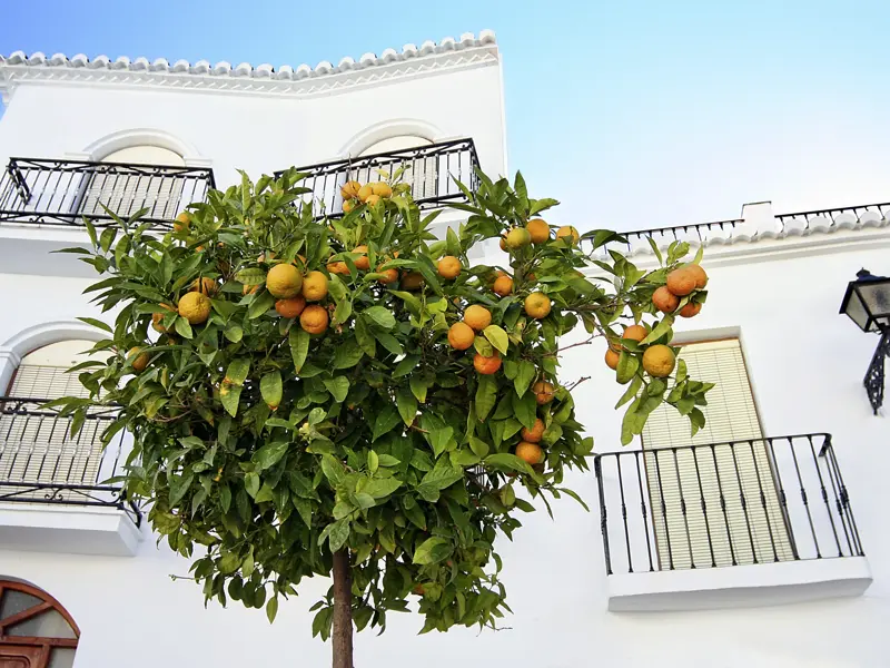 Der Duft von Orangenbäumen begleitet uns auf unserer Studiosusreise durch Andalusien, auf der wir die weißen Dörfer und historischen Städte erkunden.