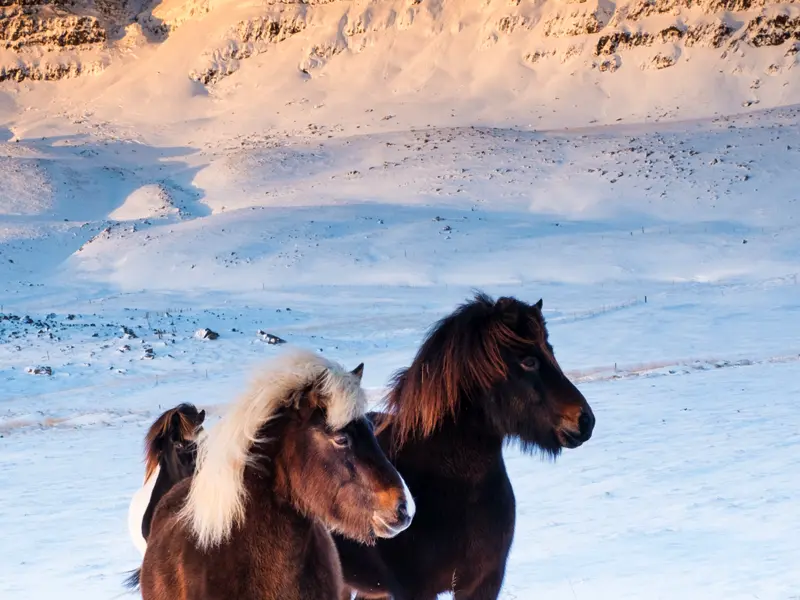 Unterwegs auf unserer neuntägigen Studienreise Island - Nordlichtsafari im Winter sehen wir immer wieder Islandpferde,