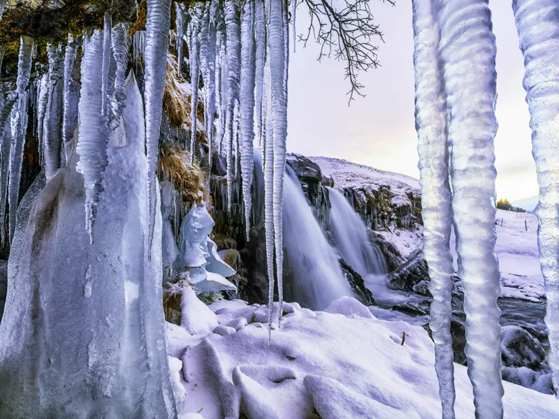 Auf der Studienreise Island - Nordlichtsafari im Winter machen wir einen Abstecher zum Gullfoss. Wenn wir Glück haben, erleben wir den sonst tosenden Wasserfall ganz still als Eisskulptur ¿ ein Kunstwerk der Natur.