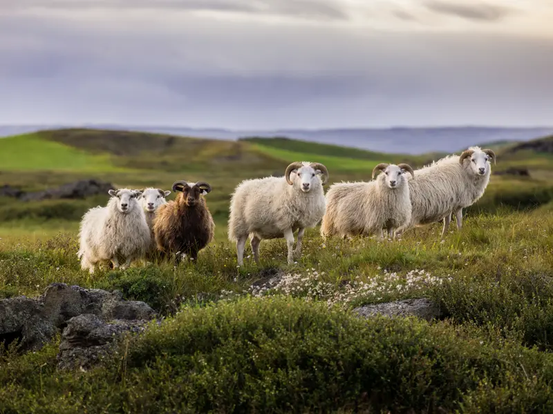 Die Wanderstudienreise nach Island zeigt uns die Vielfalt der isländischen Natur. Wir kommen nicht nur den Mächten der Natur auf unseren Wanderungen nahe, sondern auch den einheimischen Tieren.
