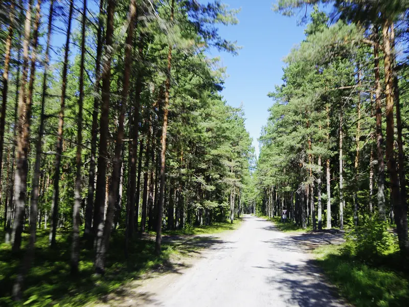 Auf unserer zehntägigen Studienreise ins Baltikum entdecken wir nicht nur diedrei Hauptstädte Vilnius, Riga und Tallinn. Unser Studiosus-Reiseleiter zeigt uns auch den estländischen Lahemaa-Nationalpark, wo mächtige Kiefern die Waldwege säumen.