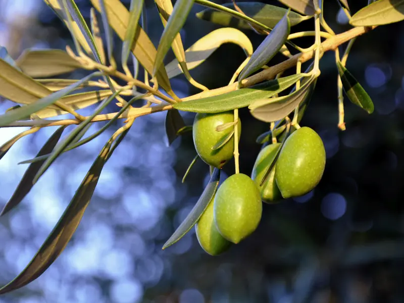 Olivenbäume sind ständige Begleiter während unserer smart&small-Reise auf Korfu.