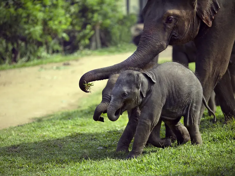 Unmöglich, nicht entzückt zu sein: Zwei Babyelefanten mit ihrer Mutter in Sri Lanka. Auf unserer Rundreise sehen wir zahlreiche Elefanten. Die Dickhäuter fühlen sich auf der wasserreichen Insel im Indischen Ozean wohl.