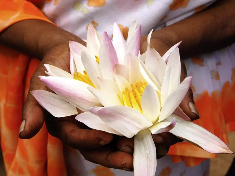 An den Tempeln von Anuradhapura bieten Gläubige Lotusblüten als Votivgaben dar. Die Klosterstadt ist eine Station unserer Rundreise in kleiner Gruppe durch Sri Lanka.