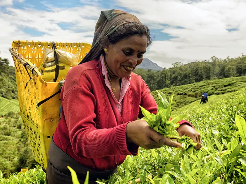 Teeanbau, ein wichtiger Wirtschaftszweig in Sri Lanka. Auf der Rundreise durch Sri Lanka in kleiner Gruppe sehen wir üppig grüne Landschaften und faszinierende Kulturschätze.