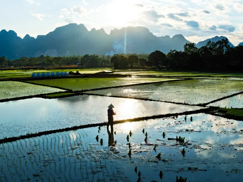 Reise in das Grundnahrungsmittel in Vietnam. Auf unserer Rundreise durch Vietnam sehen wir auch viele Reisfelder.