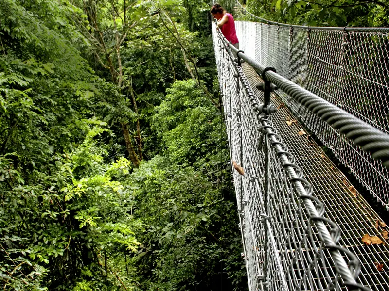 Auf unserer Reise mit kleiner Gruppe durch Costa Rica erleben wir beim Baumwipfelspaziergang über Hängebrücken den tropischen Nebelwald in Monteverde.