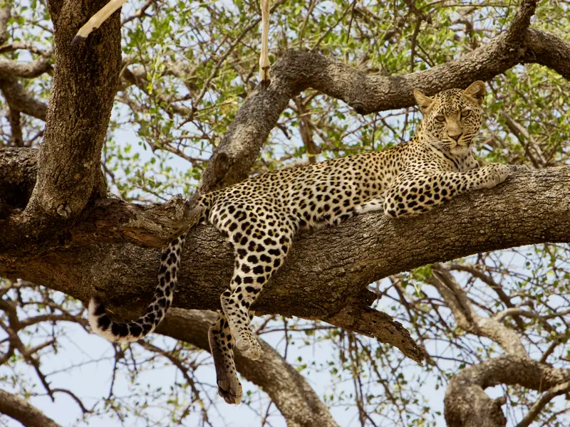 Bei unserer smart & small-Rundreise nach Tansania haben wir viel Zeit, die Fülle an wilden Tieren in freier Wildbahn zu erleben.