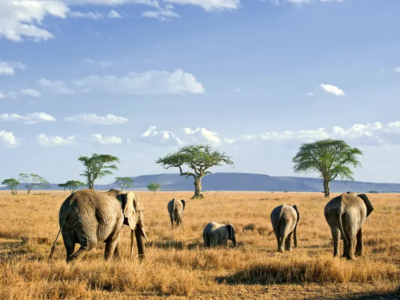Bis zum Horizont erstreckt sich die Grassavanne in der Serengeti, und Elefanten durchstreifen die ¿endlose Ebene¿, wie der berühmte Nationalpark in der Massai-Sprache heißt. Auf unserer Rundreise in kleiner Gruppe durch Tansania können wir von unserem Camp aus nachts das Schreien der Hyänen und lautes Löwengebrüll hören.
