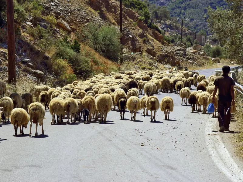 Bei den Ausflügen ins bergige Hinterland während unserer Singlereise durch Kreta begegenen uns Schafherden.