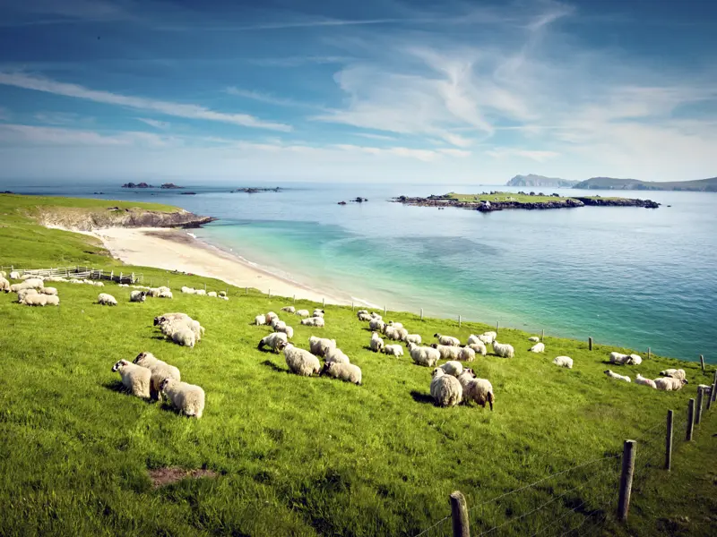 Auf unserer Singlereise durch Irland kommen wir auf der Dingle Halbinsel vorbei und genießen, wie die Schafe hier im Bild, den tollen Ausblick auf Blasket Island.