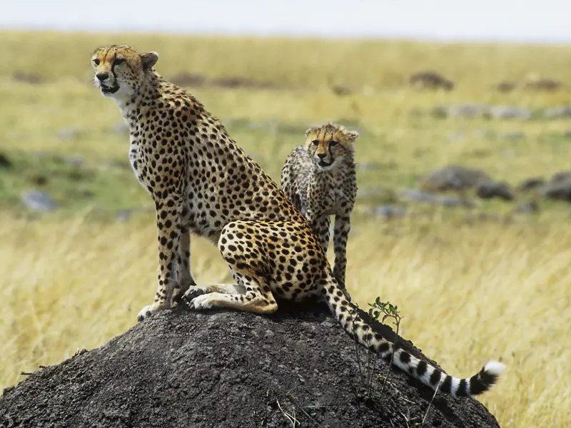 Diese Natur-Studienreise zeigt uns die Schönheiten der unbezwungenen Landschaften und die ungezähmte Tierwelt von Kenia.