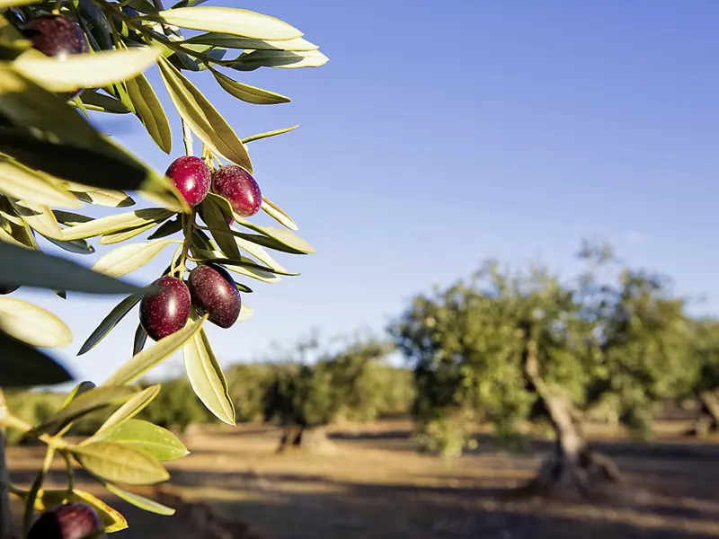 Wir sehen auf unserer Studienreise immer wieder große Plantagen mit Olivenbäumen; davon gibt es Millionen in Andalusien. Im Olivenöl, sagt man, sind das Licht und die Glut eines Sommertages verdichtet.