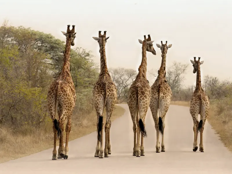 Begegnungen besonderer Art erleben Sie auf unserer Großen Südafrika-Studienreise viele. Hier im Krüger-Nationalpark etwa gehen auch Giraffen gerne auf Wandertour!