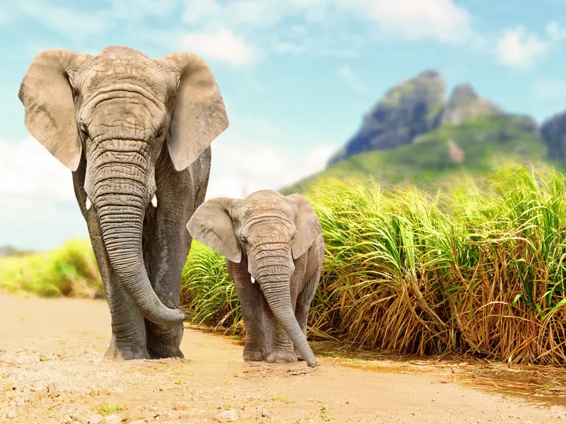 Eine Elefantendame und ihr Junges kommen uns im Addo-Nationalpark entgegen, einer Station auf der Studiosus-Reise in den Kapprovinzen Südafrikas.