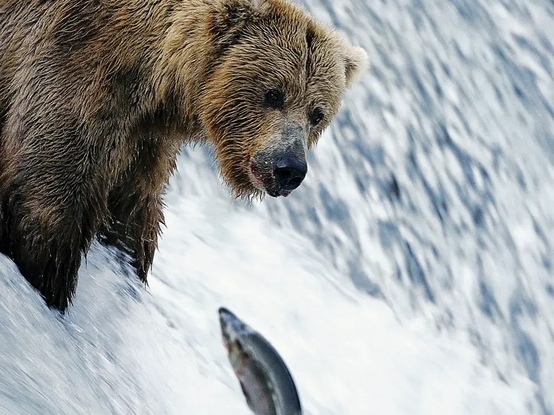 Mit etwas Glück sehen Sie auf unserer umfassenden Naturerlebnis-Studienreise durch Yukon und Alaska Bären beim Fischfang.