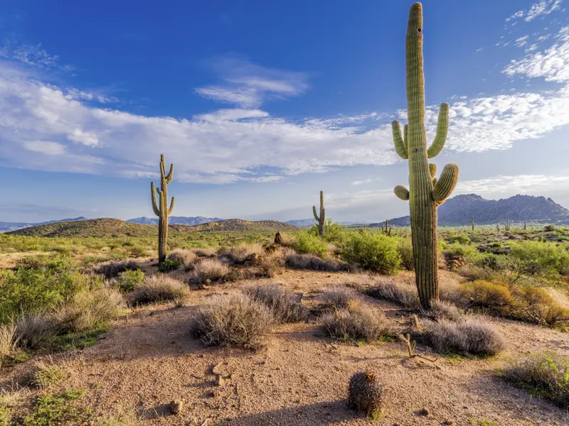 Auf unserer 15-tägigen Studienreise besuchen wir Metropolen und Nationalparks im Westen der USA. Die Landschaftseindrücke sind vielfältig, in der trockenen Landschaft Arizonas bewundern wir Säulenkakteen vor den Hügeln der Wüste von Nevada.