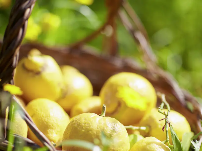 Erleben Sie auf dieser Studienreise Sizilien mit Muße - und vielleicht bringen Sie sich ja vom Marktbesuch in Syrakus ein paar Zitronen mit nach Hause.