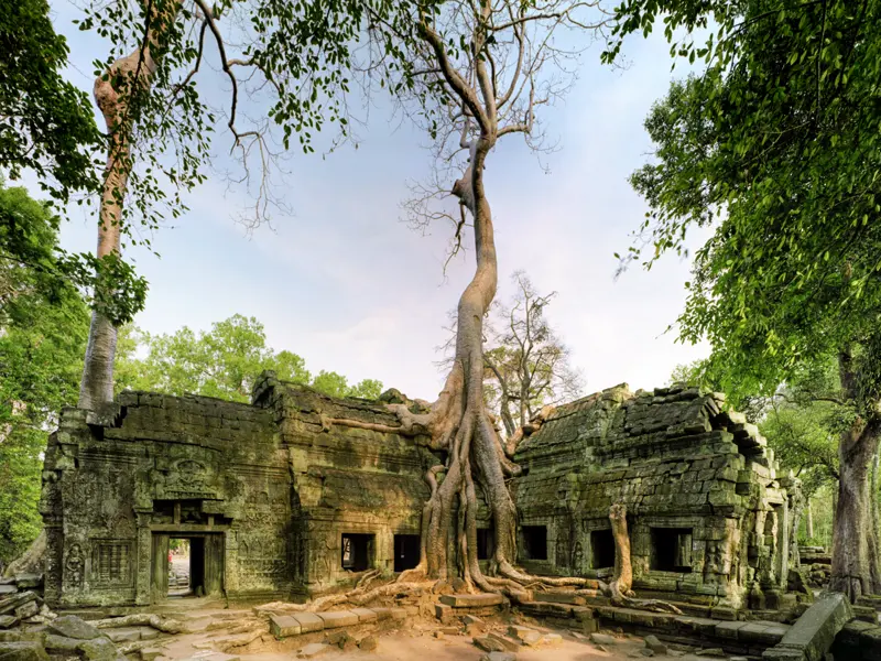 Im Tempel von Ta Prohm greifen riesige Seidenwollbäume seit Jahrhunderten mit ihren Wurzeln in die Ruinen, überwuchern sie und brechen sie unendlich langsam.