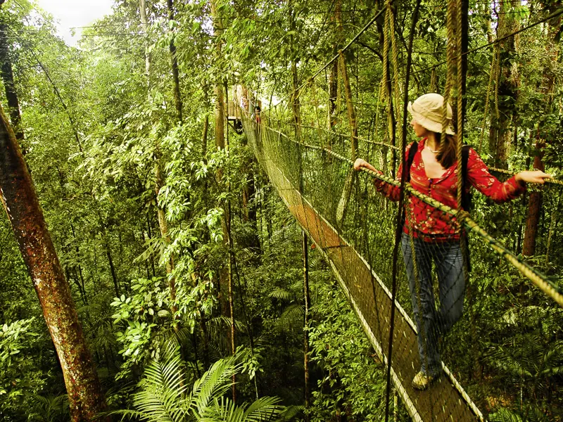 Wir erkunden auf unserer Studienreise nach Malaysia den Mount-Kinabalu-Nationalpark auf Borneo und laufen über Hängebrücken durch den Regenwald.