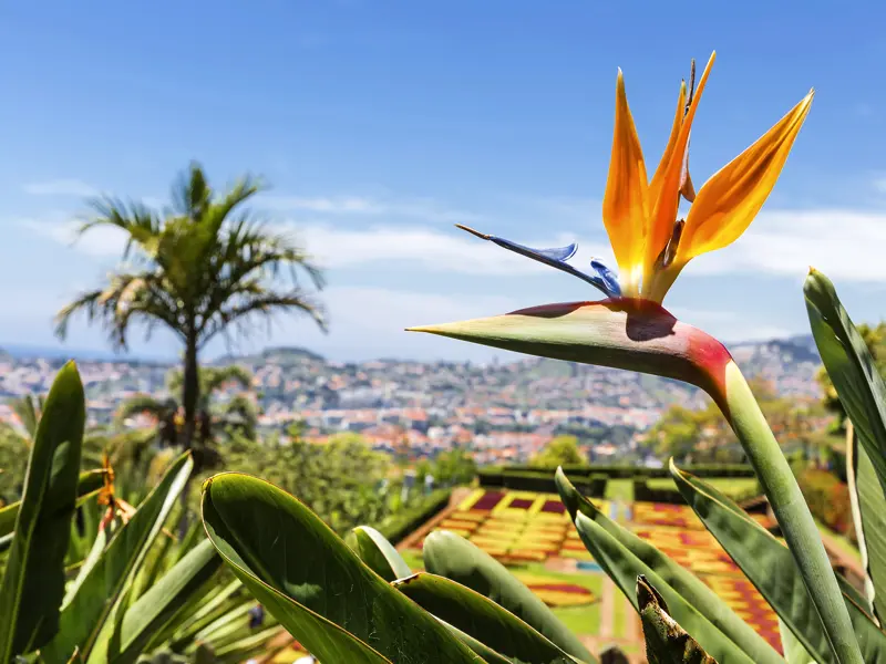 Funchal und seine Blütenpracht zeigt Ihnen Ihre Studiosus-Reiseleiterin auf dieser Wander-Studienreise, wie hier diese Strelizie, auch Papageienblume genannt.