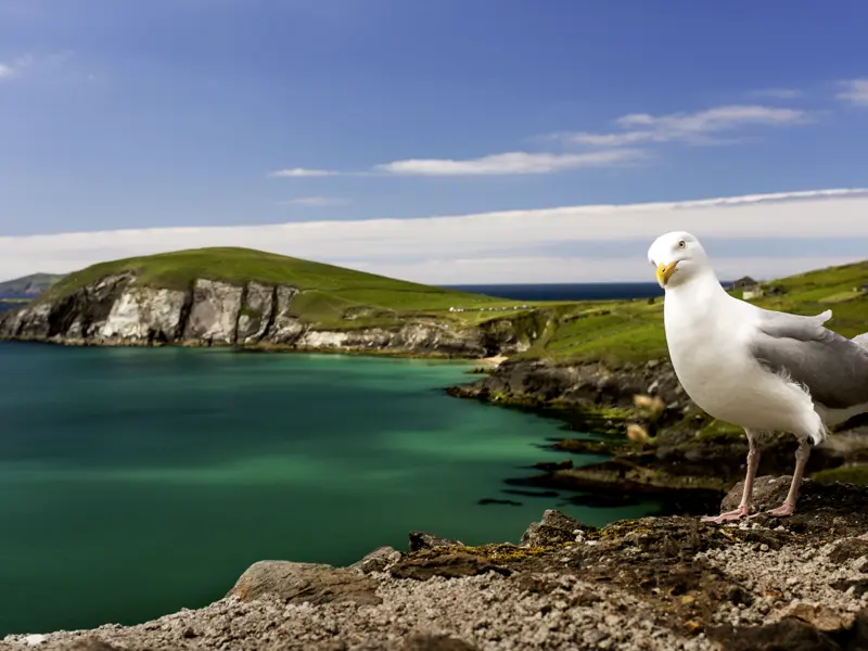 Die unzähligen Panoramablicke auf unserer umfassenden, zweiwöchigen Studienreise durch Irland werden Sie begeistern. Hier der Ausblick auf die Küste der Halbinsel Dingle - mit Möwe!